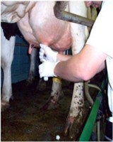Increasing Milking Frequency and Udder health