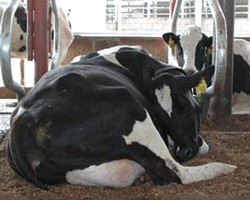 Maximizing Performance through Cow Comfort
