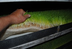 Sprouted Barley Fodder