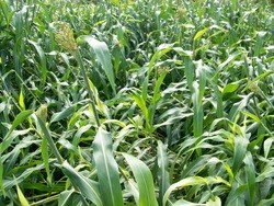 Is Double Cropping BMR Sorghum followed by a Winter Grain a Viable System?