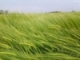 Malting Barley Nutrient Management