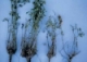 Evaluating Alfalfa for Winter Injury