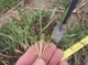 Early Season Wheat Management Tips