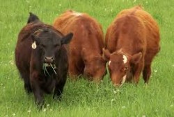 USDA Grass Fed Program For Small and Very Small (SVS) Producers