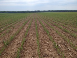 Soil Tests for Corn Nitrogen Needs