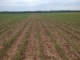 Soil Tests for Corn Nitrogen Needs