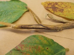 Northern Stem Canker in Soybeans