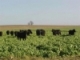 Cover Crops for Livestock Grazing