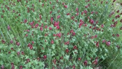 Cover Crop Options in 2015