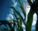 NY Hybrid Corn Grain Performance Trials 2012 - 2010