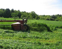 Harvesting Winter Triticale Silage