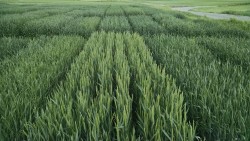 Planting Tips for Winter Wheat