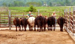 Cornell Bull Test Sign-up is Underway