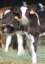 Can value be added to Holstein bull calves?