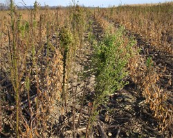 Be on the Lookout for Horseweed...A.K.A Marestail