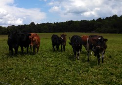 Get Off to a Good Grazing Season Start!