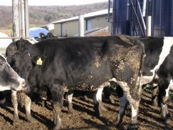 Holstein Market Cow Feeding Project