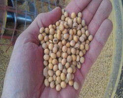Soybean Variety Yield Tests 2012 - 2010