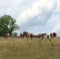 Fall Feeding Decision Tools