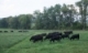 Multispecies pastures show productivity, drought tolerant promise