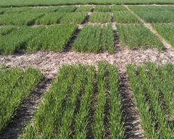 Winter Wheat Planting