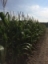 New York State Corn Silage Hybrid Trials - 2016