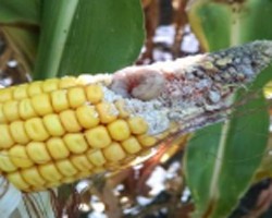 Managing Western Bean Cutworm with Bt's - A Reality Check