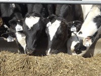 Calf & Heifer Congress 2016 - 