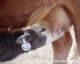 Colostrum and Calf Productivity in our Cow/Calf Operations