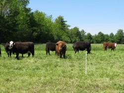 Managing Spring Grass Growth and Selective Grazing