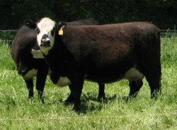 Decoding the Label: Know Your Beef Choices