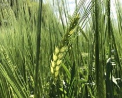 Frost Damage in Barley