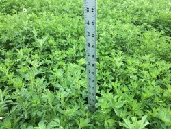 Alfalfa Seeding Rates Revisted