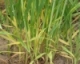 Early Wheat Management and Scouting