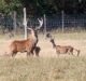 Deer Farming