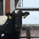 Dairy Culture Coach December 2018