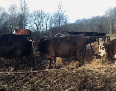 Winter Feeding Beef Cows
