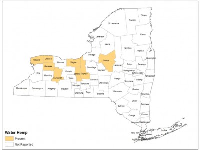 Suspected Herbicide-Resistant Tall Waterhemp Now Present in Upstate New York