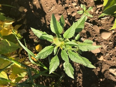 Palmer Amaranth Confirmed in Southwest New York