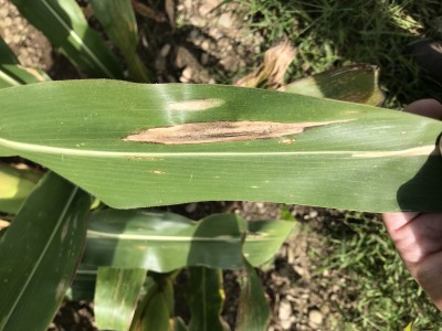 Corn Diseases in Southwest NY