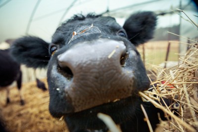 Ration Balancing for Beef Cattle