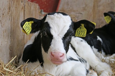 Achieving a better price for you beef or dairy feeder cattle, Dr. Michael Baker