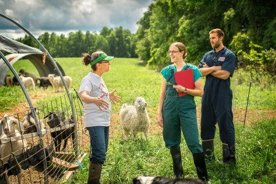 Online Quality Assurance Trainings for Beef, Sheep, and Pork Are Available!