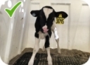 Key Considerations for Calf Care