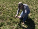 Scout your hay fields to assess winter annual weed pressure