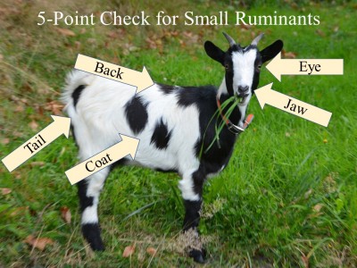 5-Point Checks for Small Ruminants