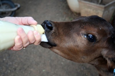 Fertilizer Value of Milk and Feeding Milk