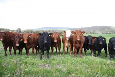 Beef Market Update, April 16th, 2020