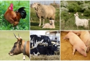 Livestock