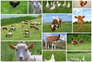 Livestock